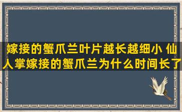 嫁接的蟹爪兰叶片越长越细小 仙人掌嫁接的蟹爪兰为什么时间长了仙人掌会烂